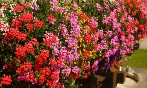 Balkon w kwietniu kwitnie pelargoniami w odcieniach różu, czerwieni i żółci. Idealne kwiaty na balkon, które zachwycają kolorami.
