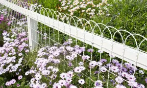 Kwiatowa rabata wzdłuż białego ogrodzenia, pełna fioletowych i białych margaretek.