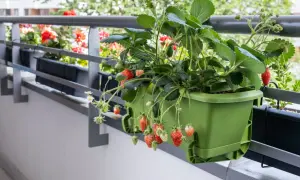 Dojrzałe i zielone truskawki zwisają z zielonej doniczki na balkonie. W tle kwitnące pelargonie.