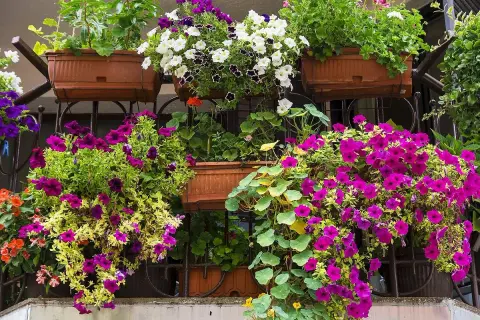 Balkon pełen kwitnących petunii i innych niewymagających kwiatów na balkon. Kolorowe kompozycje w donicach tworzą bujne kaskady.