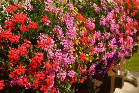 Balkon w kwietniu kwitnie pelargoniami w odcieniach różu, czerwieni i żółci. Idealne kwiaty na balkon, które zachwycają kolorami.
