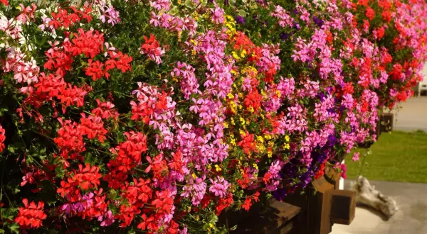 Balkon w kwietniu kwitnie pelargoniami w odcieniach różu, czerwieni i żółci. Idealne kwiaty na balkon, które zachwycają kolorami.
