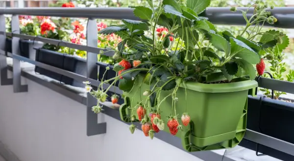 Dojrzałe i zielone truskawki zwisają z zielonej doniczki na balkonie. W tle kwitnące pelargonie.