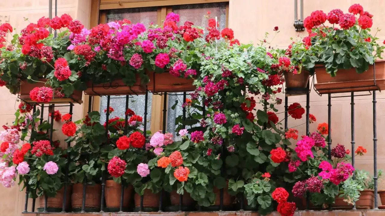 Balkon pełen kwitnących pelargonii, które są niewymagające kwiaty na balkon. Różne odcienie czerwieni i różu tworzą barwną kompozycję.