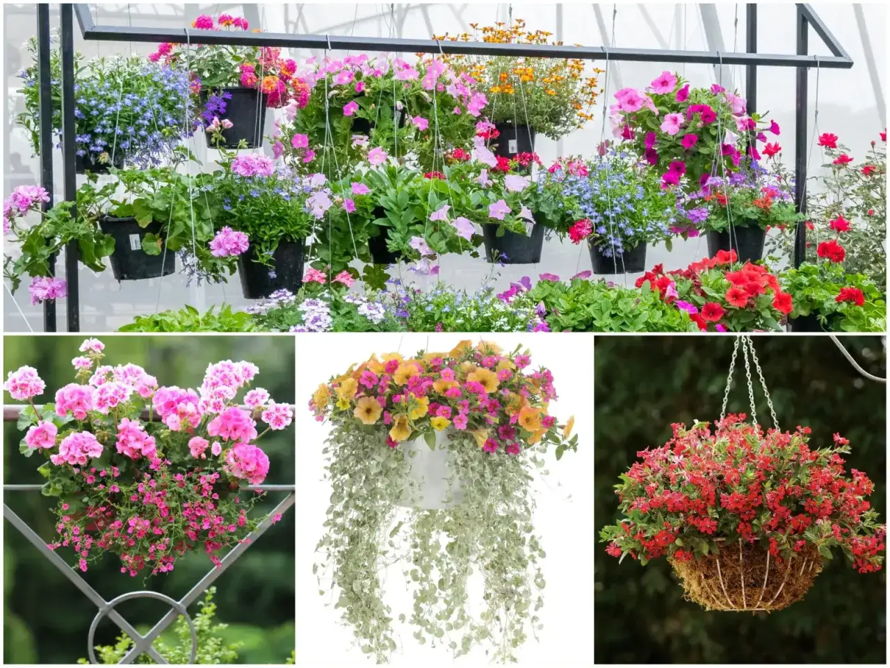 Kolorowe kwiaty zwisające na balkon tworzą barwną kaskadę. Różowe pelargonie, żółte i różowe petunie oraz czerwone kwiaty w wiszących donicach.