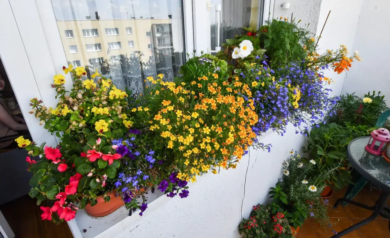 Kolorowe kwiaty na balkonie w kwietniu: czerwone begonie, żółte i pomarańczowe drobne kwiaty, niebieskie lobelie. Idealne jakie kwiaty na balkon w kwietniu.