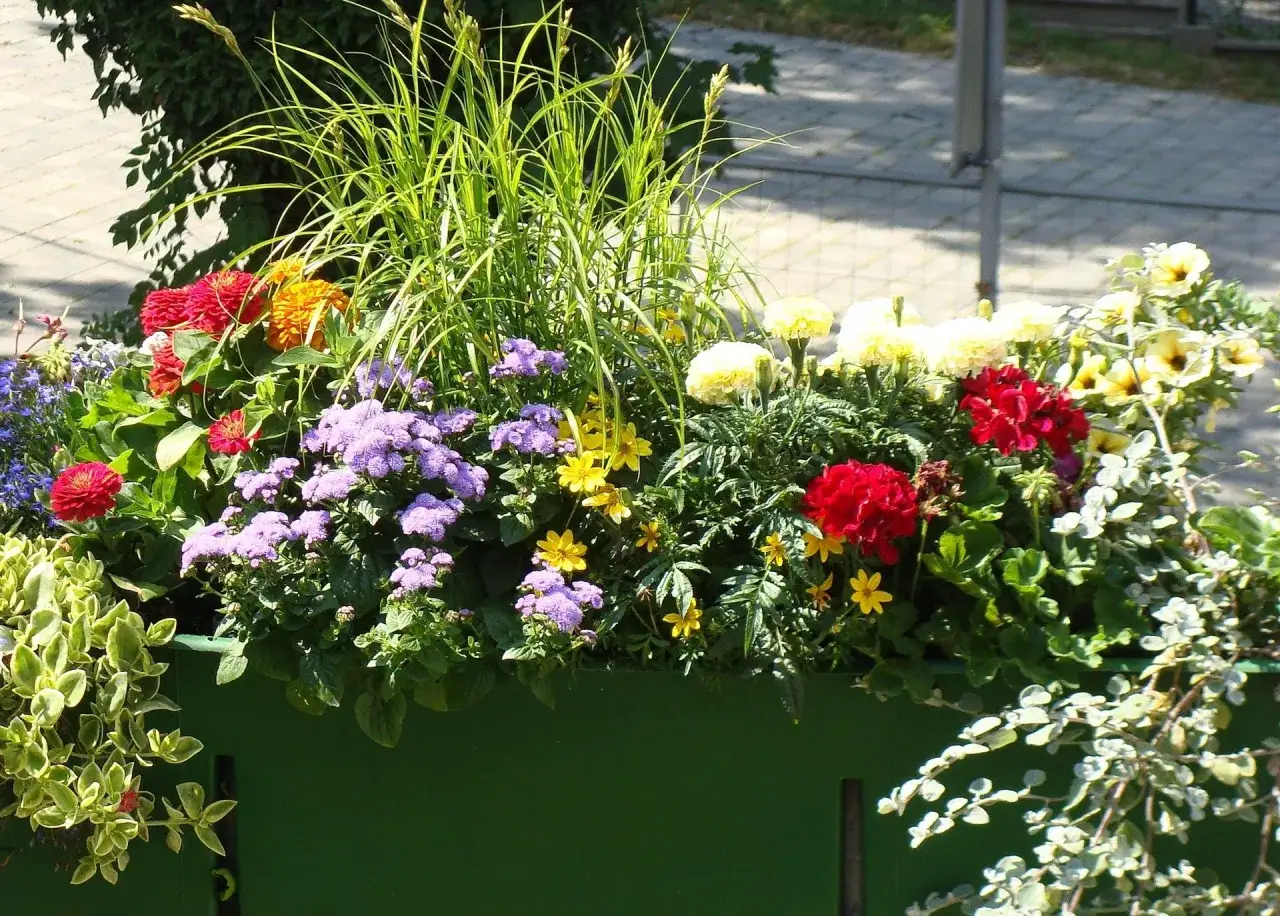 Kolorowe kwiaty na balkon: czerwone, żółte i fioletowe, ozdobione zieloną trawą, tworzą radosną kompozycję.