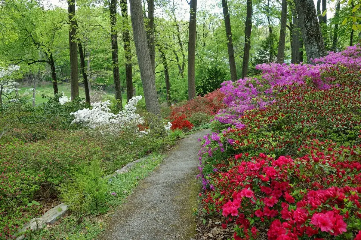 Kolorowa skarpa w ogrodzie, pełna kwitnących azalii i rododendronów, zachwyca wiosennymi inspiracjami.