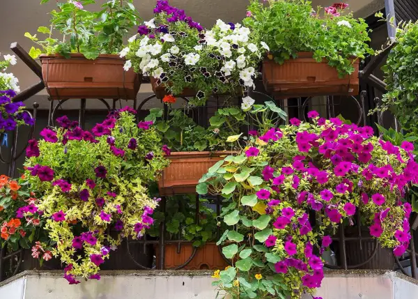Balkon pełen kwitnących petunii i innych niewymagających kwiatów na balkon. Kolorowe kompozycje w donicach tworzą bujne kaskady.