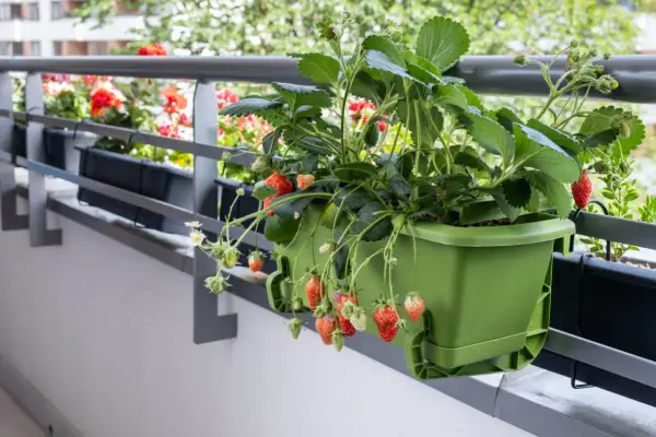 Dojrzałe i zielone truskawki zwisają z zielonej doniczki na balkonie. W tle kwitnące pelargonie.